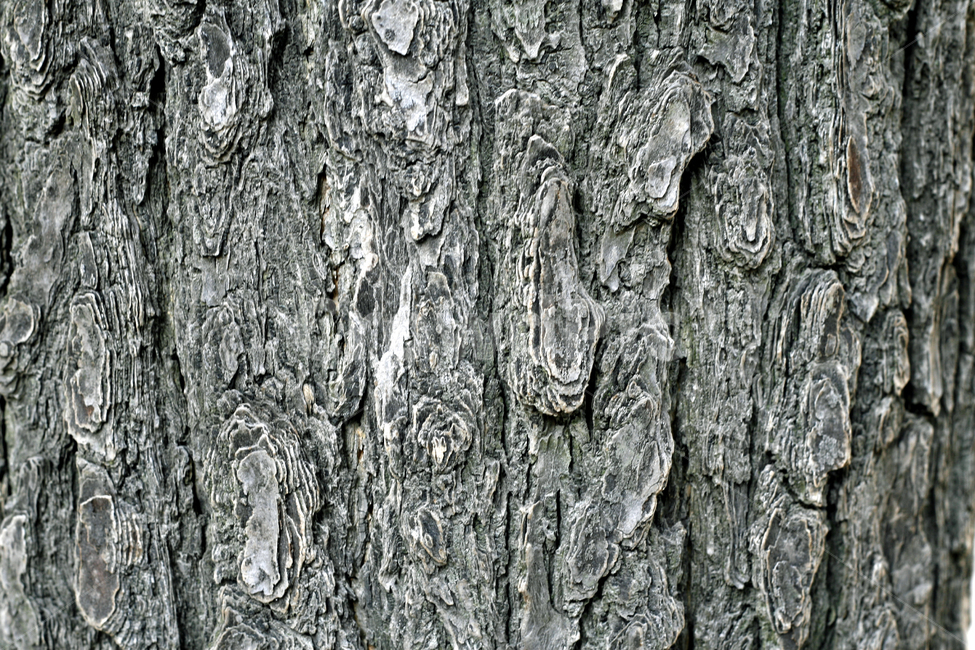 나무,껍질,표면,나무껍질,나무결,나무,trees,wood,텍스처,질감,패턴,texture,pattern