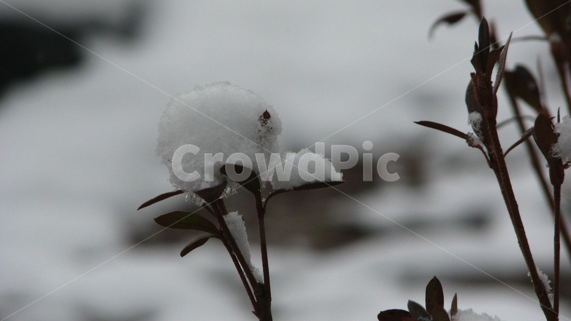 ice,nature,snow,눈,빙,겨울,계절,winter,season