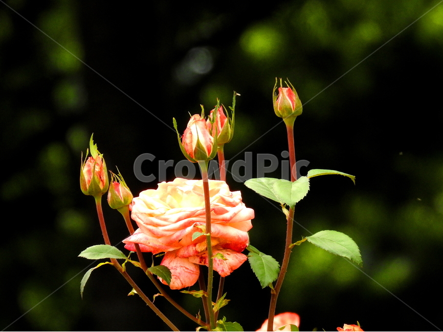 식물,자연,장미,plant,rose,식물,자연,plants,nature,꽃,flower