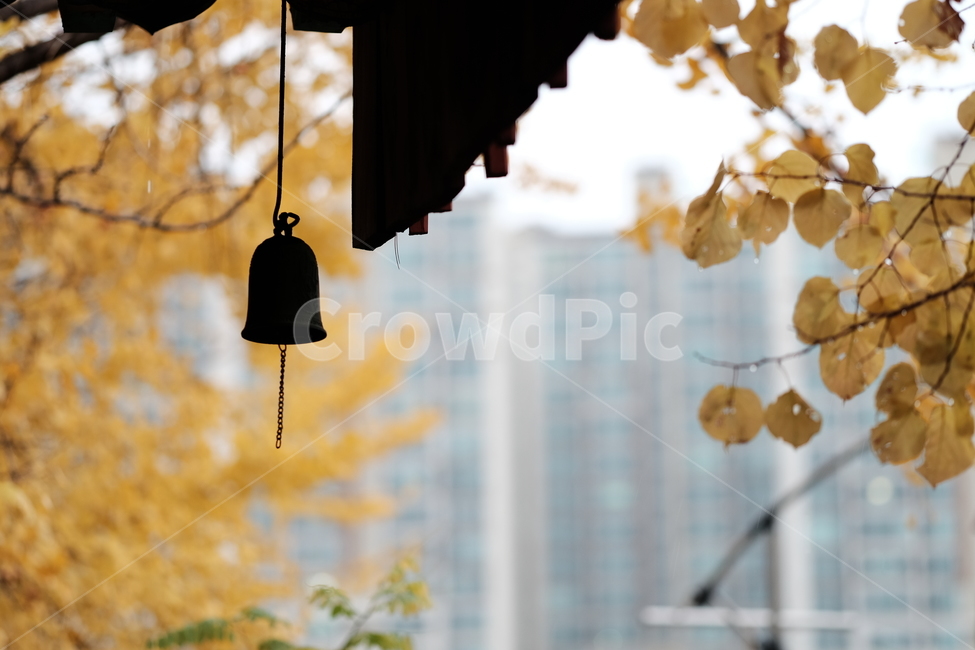 자연,나무,은행나무,단풍,가을,노란,노랑,풍경,낙엽,나뭇잎,처마,nature,tree,fall,autumn,yellow,가을,계절,fall,autumn,season