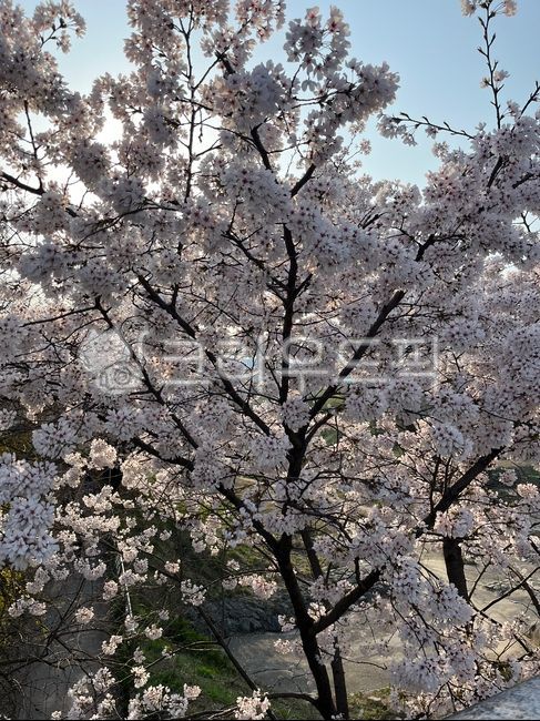 spring,spring flowers,sky,Cherry Blossom,nature,cherryblossom,tree,flower