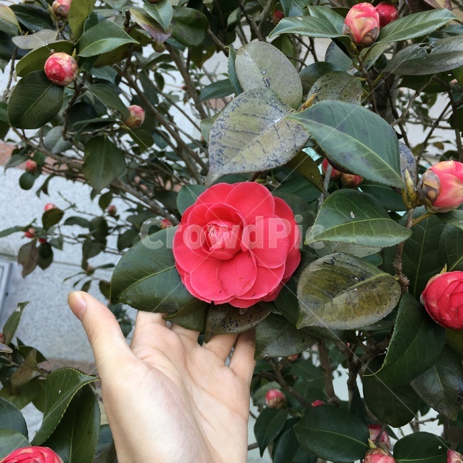 꽃,동백꽃,flower,자연,red