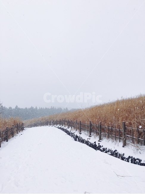 설경,눈,눈밭,snow,자연,nature,겨울,계절,winter,season