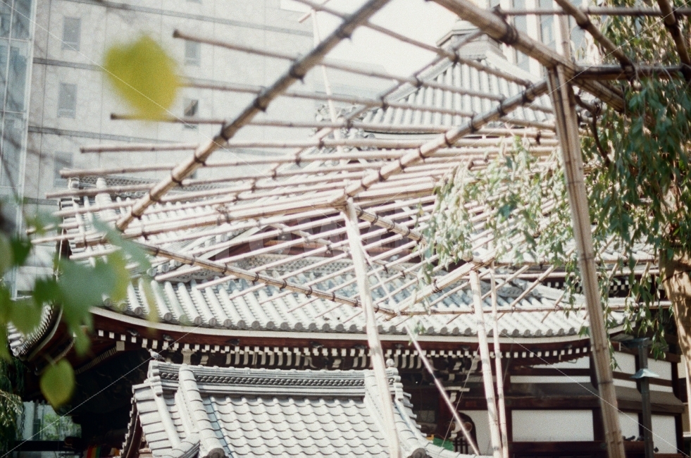 신사,일본,여행,교토,전통,shrine,나무,햇볕,그늘,마음,기도,예의,아늑한,조용한,풍경,자연,믿음,건물,신앙,trip,travel,kyoto,tree,japan,sunlight,cozy,scape,trust,belief,sensitive,film,해외,외국,세계,foreign,oversea,world,종교,신앙,religion,belief,faith,감성,sensible,feeling,건축물,건물외관,exterior,building,structure,architecture,construction