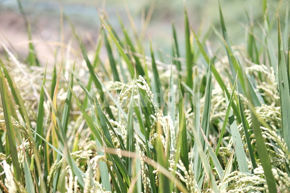 벼,수확,가을,추수,쌀,농사,무르익다,추석,곡류,곡식,cereals,산업,industry,industrial,농업,농사,agriculture,farming,farming industry