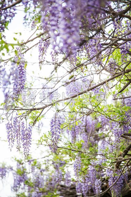 꽃,flower,정원,등나무꽃,등나무,여름꽃,봄꽃,보라꽃,보라빛향기,감성꽃,보라색,그늘