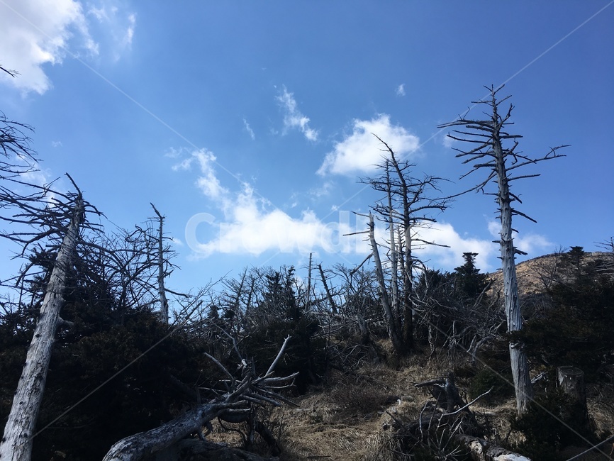 하늘,구름,숲,자연,나무,한라산,빛,초록,제주,경치,한국,제주도,자연,풍경,nature,landscape,tree,plant,식물,outdoors,옥외