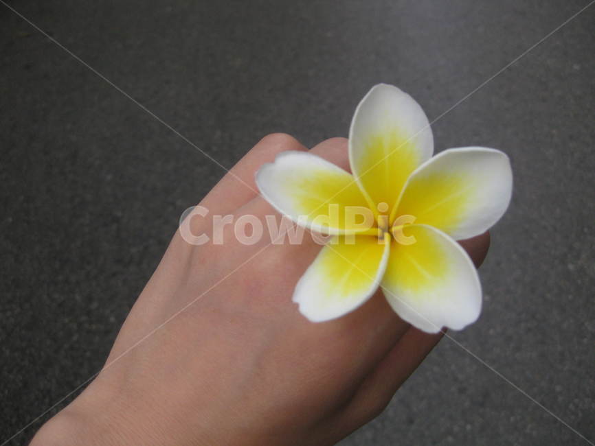 동남아,참파꽃,꽃,flower,dokchampa,독참파,champaflower,프란지파니,franggipani,프랑지파니,꽃반지,노란꽃,하얀꽃,yellow,white
