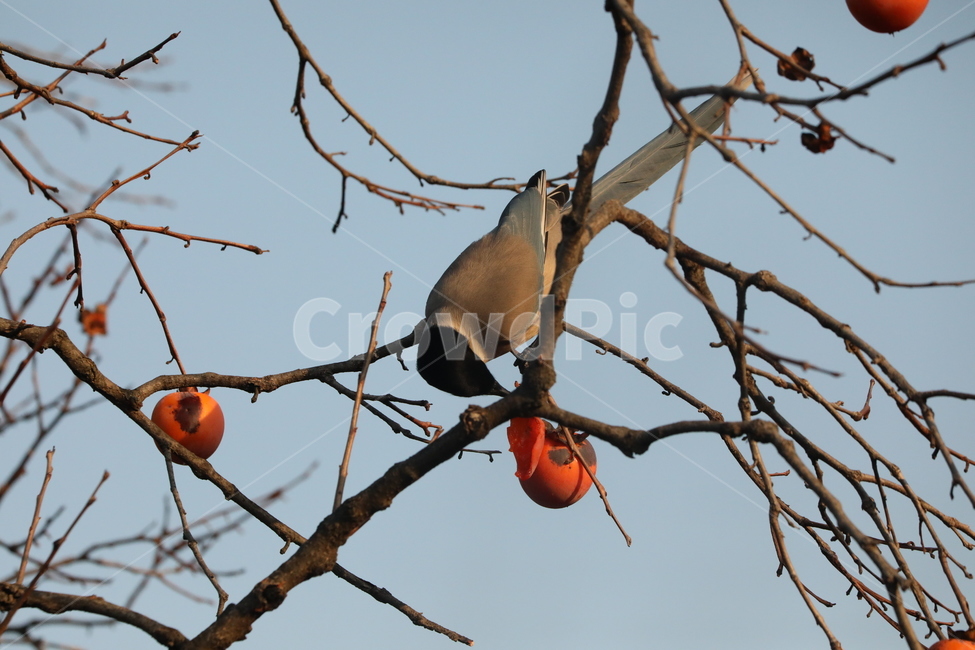 홍시,감나무,새,연시,행복,가을,계절,fall,autumn,season,동물,animal,조류,새,birds,과일,열매,fruit,plant,식물,food,음식,persimmon,감