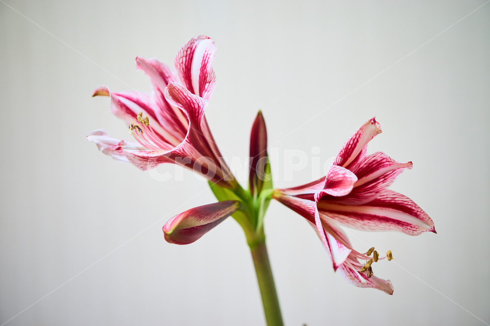 난,꽃,봉오리,flower,식물,plant,nature,자연,식물,자연,plants,nature,꽃,flower