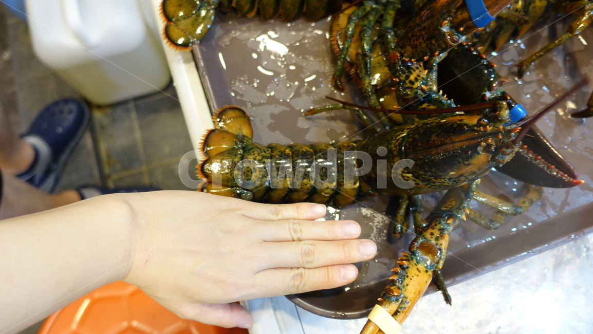 음식,식사,dish,food,meal,lobstar,랍스타,가재,바닷가재,바다가재,동물,animal