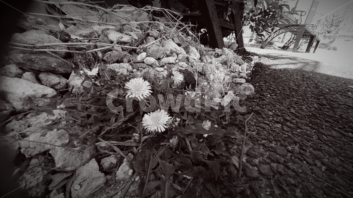 plant,식물,흑백사진,민들레,봄꽃,blossom