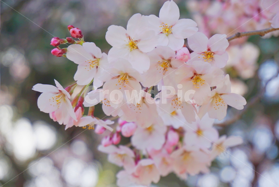 봄꽃,꽃,벚꽃,벚꽃나무,분홍,봄기운,봄날,spring