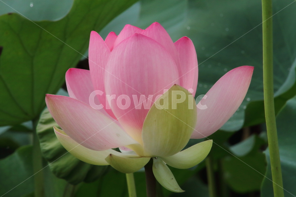 연,연꽃,꽃,식물,lotus,식물,자연,plants,nature,꽃,flower