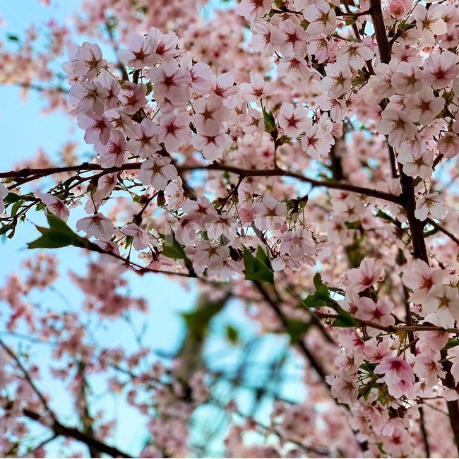 벚꽃,꽃,cherryblossom,봄,blossom