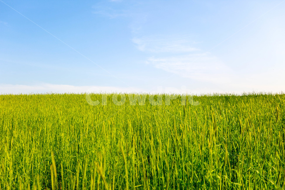 호밀밭,들판,하늘,배경화면,봄,spring,field,life,color,blur,background,beautiful,beauty,crop,sky,cloud,sunlight,일출,구름,오후,신선한,fresh,natural,평지,평온,grass,growth,growing,농산물,농업,vista,sunset,sun,yellow,호밀,rye,자연,풍경,nature,landscape,산업,industry,industrial,농업,농사,agriculture,farming,farming industry,grassland,목초지,들,outdoors,옥외,rural,농촌,farm,농장,meadow