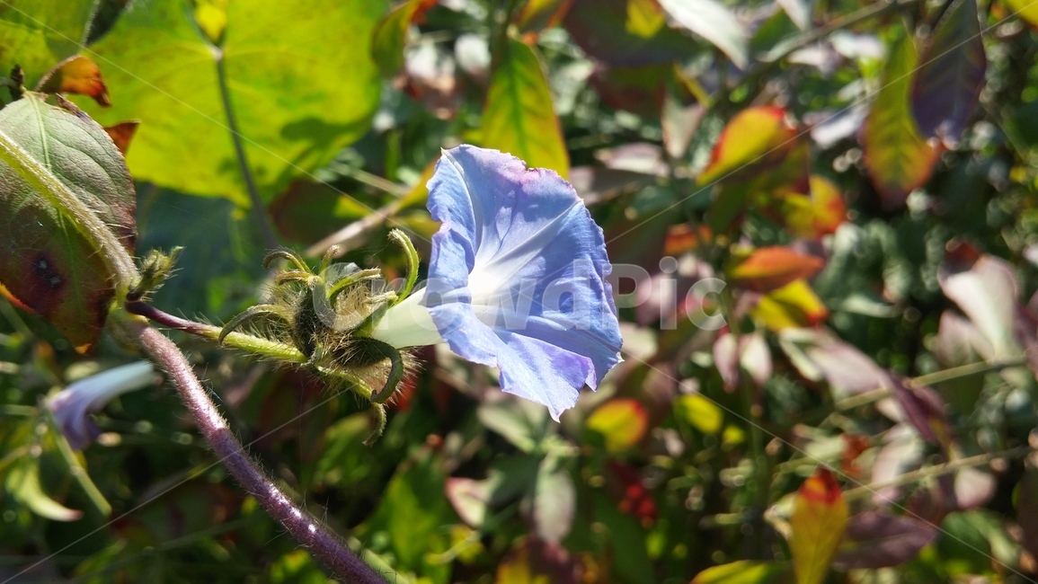 나팔꽃,꽃,보라꽃,보라,보라색,식물,자연,감성,morningglory,flower,purpleflower,purple,plants,nature,emotional,식물,자연,plants,nature,꽃,flower