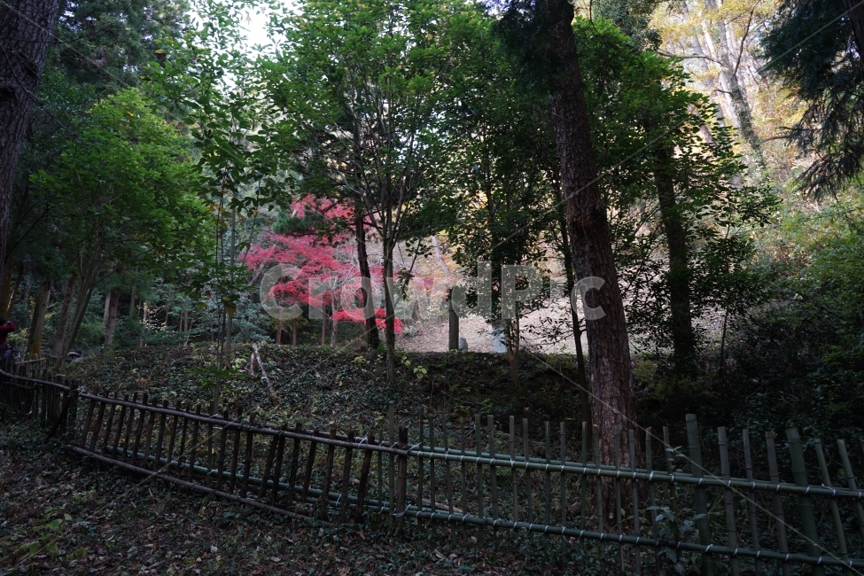 나무,풍경,초당,감성,감성사진,식물,자연,plants,nature,나무,trees,wood