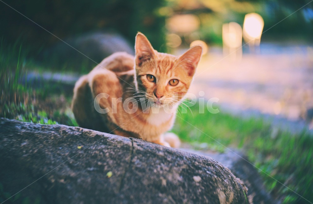 새끼고양이,아기고양이,동물,길고양이,가을,고양이,동물,animal,포유류,mammal,고양이,cat,kitten,kitty,감성,sensible,feeling