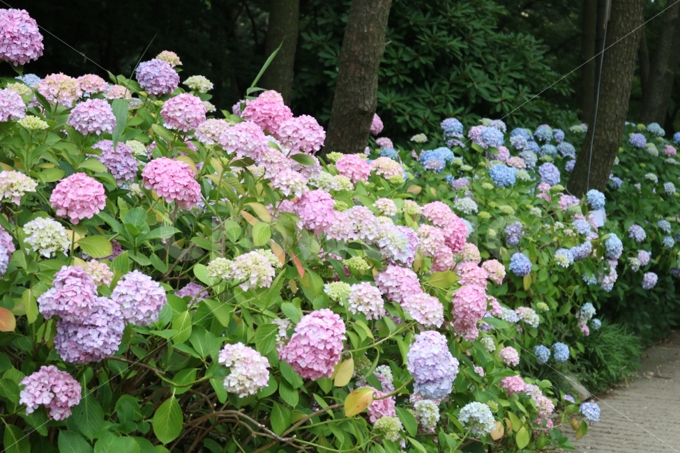 수국,태종대,부산여행,부산,출사,식물,자연,plants,nature,꽃,flower
