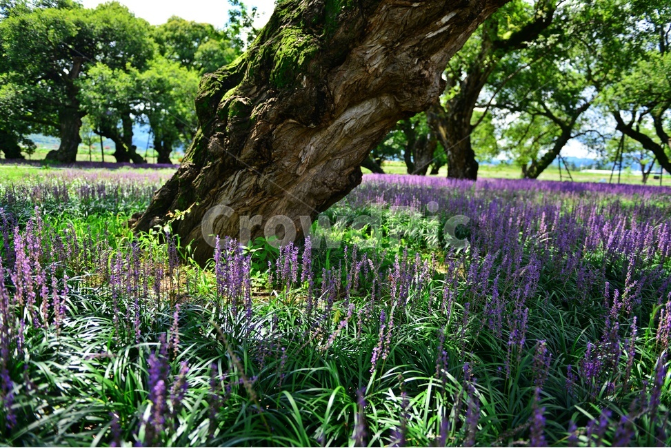 plant,식물,blossom,꽃,outdoors,옥외,자연,경치,경관,풍경,맥문동,맥문동꽃,경북,성주,성밖숲맥문동,성밖숲왕버들,왕버들나무,자연,풍경,nature,landscape