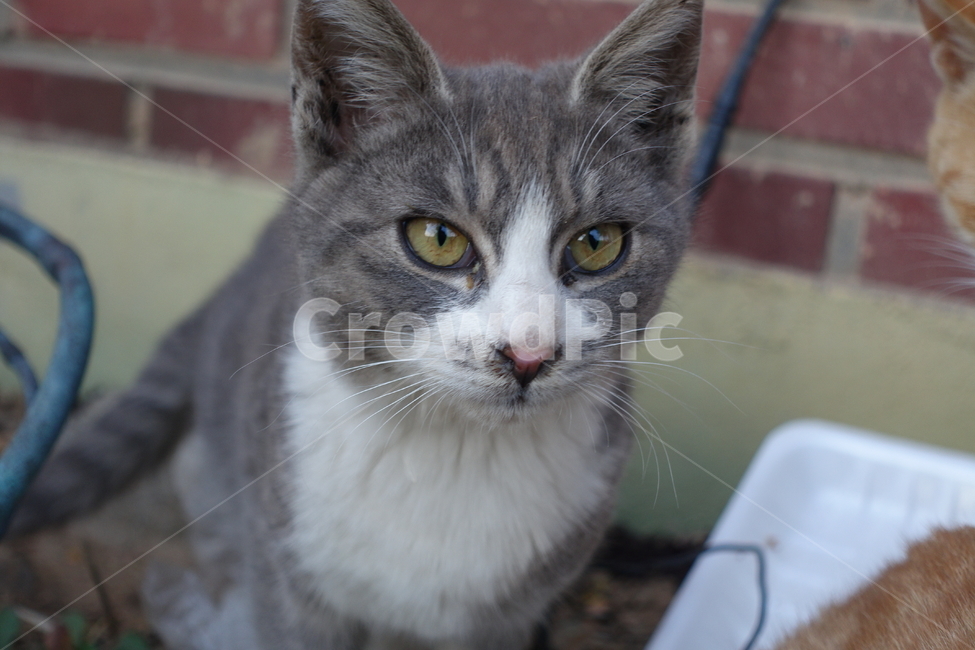 고양이,pet,애완동물,animal,mammal,동물,포유류,cat,동물,animal,포유류,mammal,고양이,cat,kitten,kitty