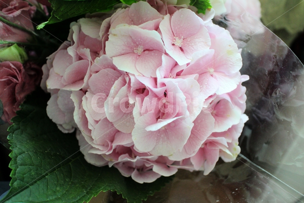 수국,여름,청순,청초,순수,핑크,분홍,부케,식물,자연,plants,nature,꽃,flower