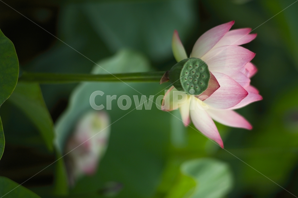 한국,부산,삼락공원,연꽃,접사,식물,자연,plants,nature,꽃,flower