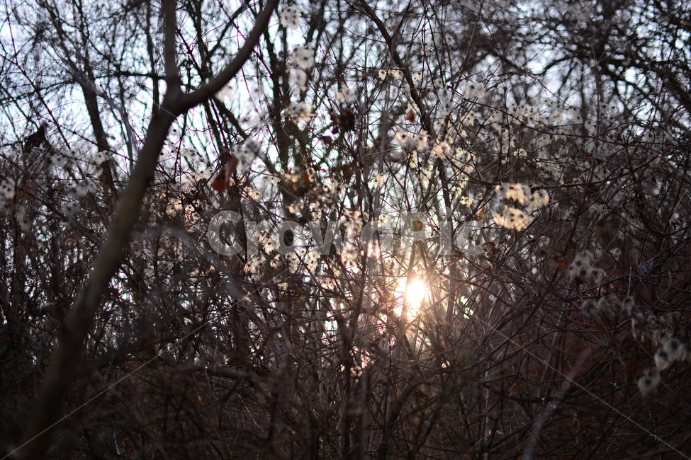 flare,플레어,light,빛,겨울나무,겨울풍경,겨울,계절,winter,season,식물,자연,plants,nature,감성,sensible,feeling,햇빛,태양,햇살