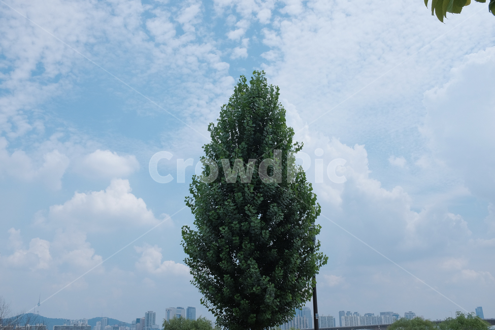 tree,plant,식물,나무,홀로나무,구름,가을감성,감성,여름,식물,자연,plants,nature,나무,trees,wood