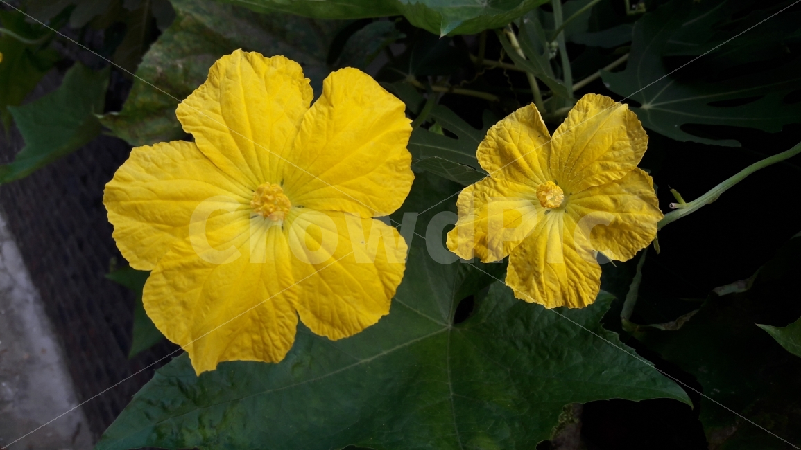 꽃,오이,담벼락,아삭아삭,활짝,식물,자연,plants,nature,꽃,flower