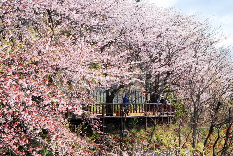 진해,진해군항제,군항제,벚꽃,경남,일상,자연,니콘,NIKON,D80,DSLR,사진,여행,정취,느낌,파스텔톤,파스텔,추억,풋사랑,첫사랑,수줍음,봄,안민고개,드림로드,안민,창원,드림,로드,자연,풍경,nature,landscape,봄,계절,spring,season,plant,식물,blossom,꽃,flower