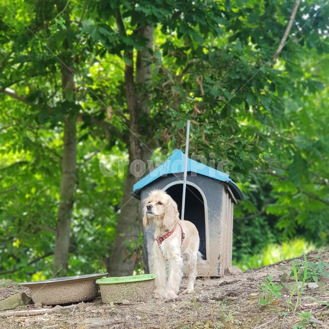 시골,강아지,자연풍경,개,dog,강아지집,자연,시골개