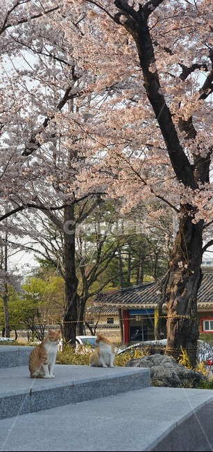 봄,벚꽃,고양이,한가,여유,벽돌