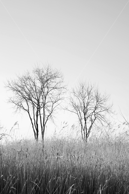갯골,시흥시갯골공원,미생의다리,시흥시공원,갈대,자연,풍경,nature,landscape,흑백,모노톤,monochrome,black and white,outdoors,옥외