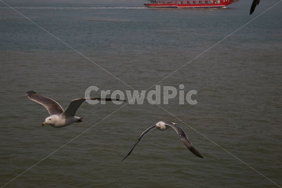 조류,갈매기,바다,bird,새,animal,동물,조류,새,birds