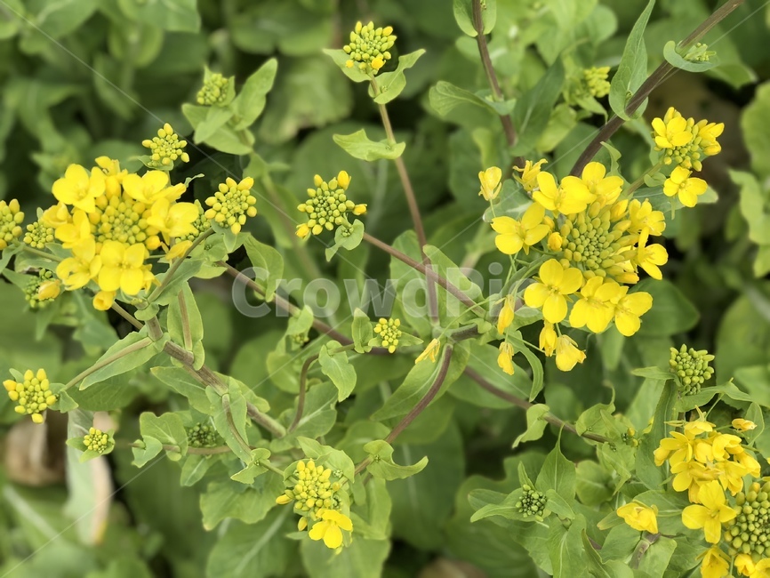 꽃,plant,식물,풀,노란꽃,flower,식물,자연,plants,nature,꽃,flower