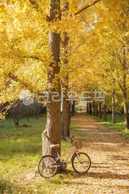 bicycle, Ginkgo, wheel, tree, yellow - Authentic Korean Stock Photos by ...