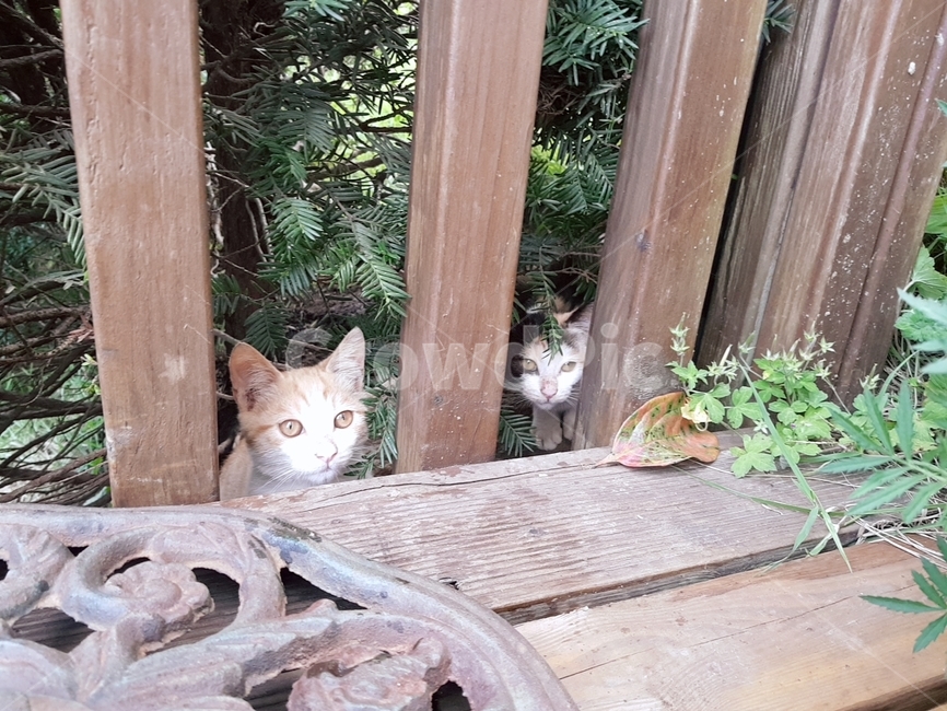 고양이,cat,나무,우드,나뭇잎,풀,산,산책,집,펜션