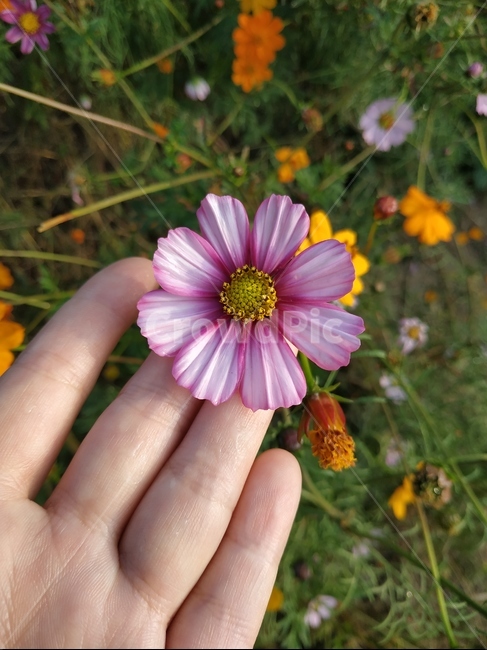 가을,plant,human,손,국화,자연,억새