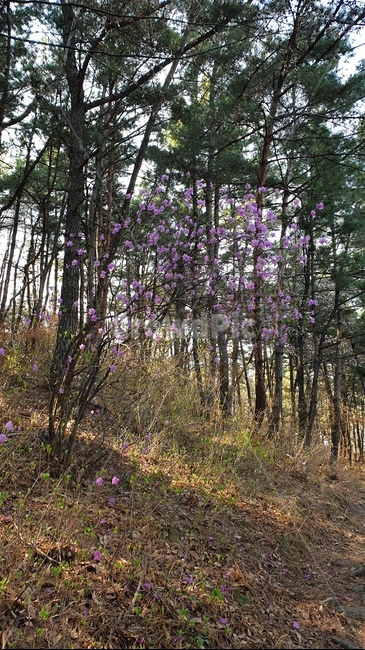 진달래,진달래꽃,진달래나무,소나무,나무,식물,자연,풍경,nature,landscape,plant
