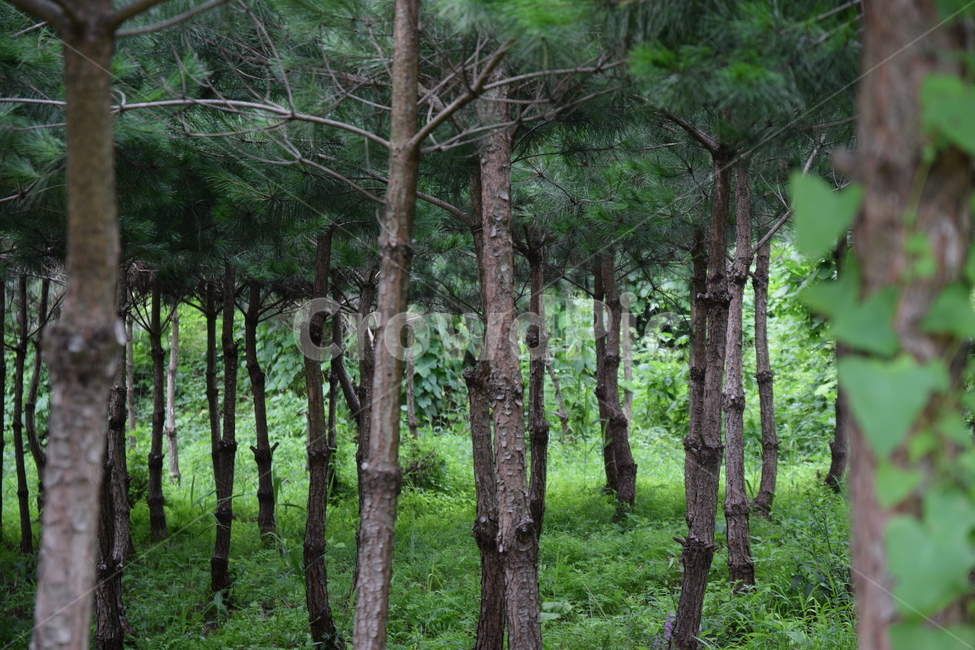 숲,소나무,나무,풀,녹색,푸르름,여름,풍경,풍경사진,자연,풍경,nature,landscape,식물,plants,나무,trees,wood,tree,plant,vegetation,초목,outdoors,옥외,land,땅,woodland,삼림지,forest,grove,작은 숲