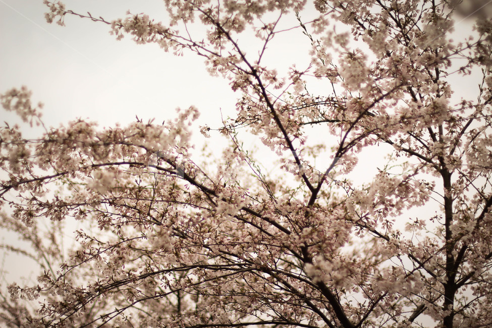 벚꽃,풍경,감성사진,봄,만개,꽃,핑크꽃,봄,계절,spring,season,plant,식물,flower,blossom