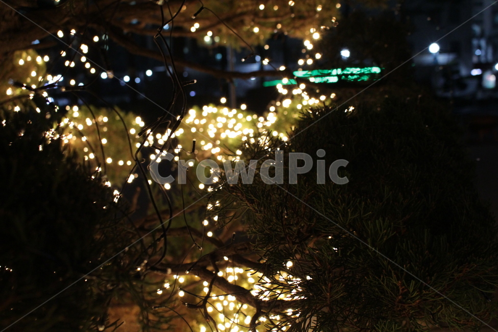 불빛,야경,야외,전구,나무,밤,빛나는,빛,반짝반짝,크리스마스,이벤트,light,flare,플레어