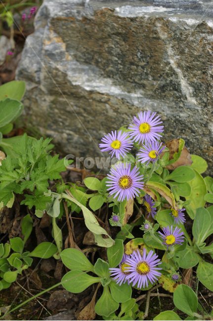 국화,꽃,flower,식물,plant,식물,자연,plants,nature,꽃,flower