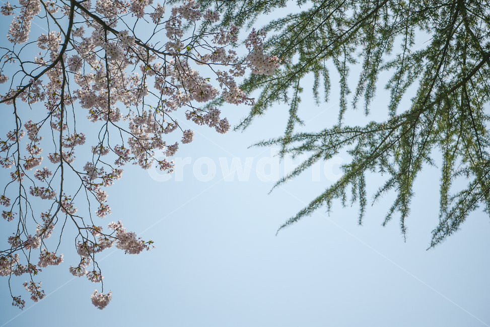 벚꽃,봄,cherryblossom,꽃,flower,식물,소나무,초록,하늘