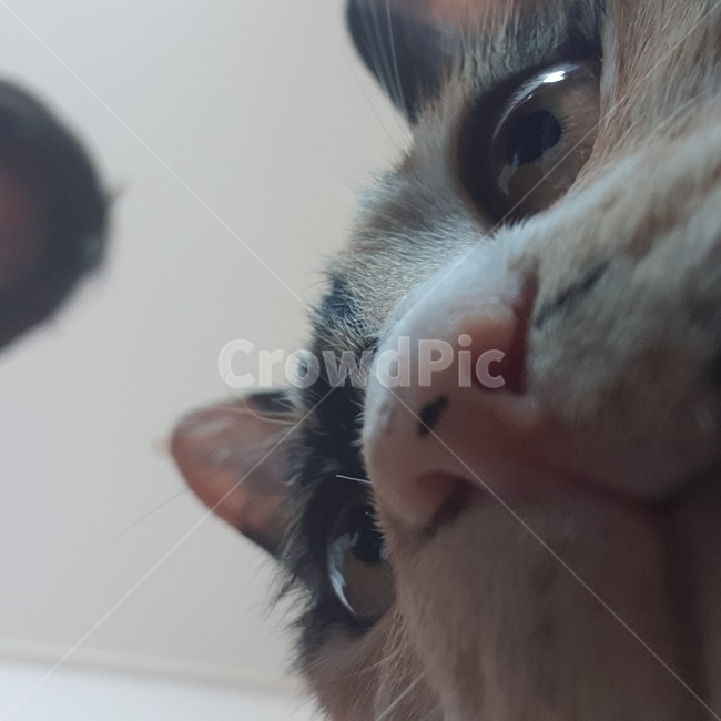 고양이,코숏,코리아숏헤어,삼색이,고양이얼굴,애용