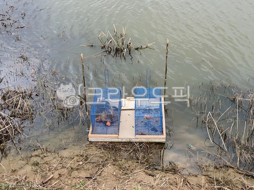 nutria,exotic animals,capture frame,ecological disturbance,Ecological disturbance organism,exotic species,Ecological disturbance animals,capture,animal,harmful animals,trap