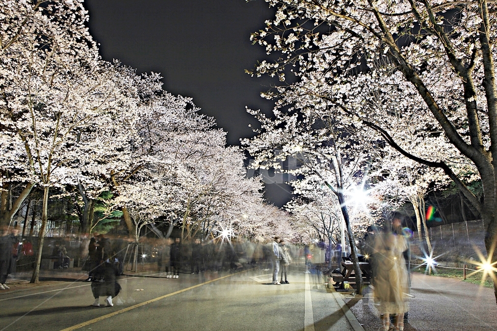 벗꽃,야간벗꽃길,인천대공원,꽃,조명,풍경,자연,배경