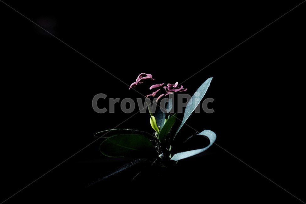 꽃,식물,검정바탕,어두운,심플,flower,plant,blossom,blackbackground,black,simple,mijimal,미니멀,예술